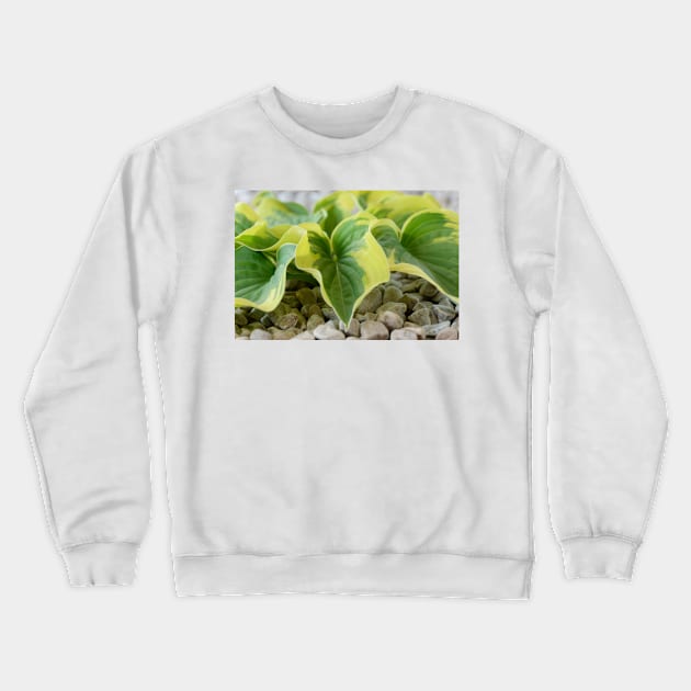 Hosta  &#39;Wide Brim&#39;  Plantain lily Crewneck Sweatshirt by chrisburrows